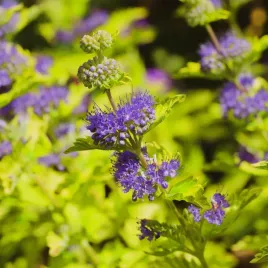 barbula-klandonska-worcester-gold-caryopteris-clandonensis-doniczka-2l