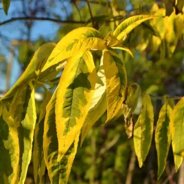budleja-dawida-santana-buddleja-davidii-doniczka-2-0l