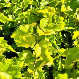 brzoza-brodawkowata-golden-obelisk-40-60cm-betula-pendula-p13