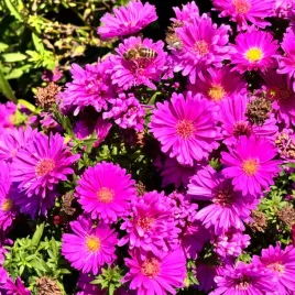 aster-nowobelgijski-magic-pink-michalek-rozowy-doniczka-1-0l