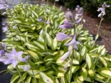 funkia-striptease-hosta-p13-rodzaj-rosliny-inny