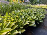 funkia-striptease-hosta-p13-roslina-w-postaci-sadzonka-w-pojemniku-2-3l