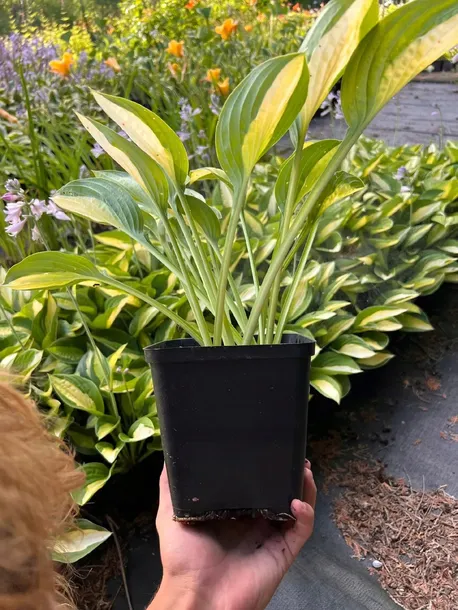 funkia-striptease-hosta-p13-styl-ogrod-skalny-ogrod-japonski-ogrod-wiejski-ogrod-nowoczesny