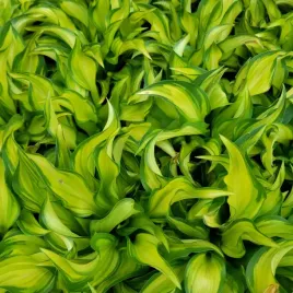 funkia-hosta-lakeside-little-tuft-w-doniczce-2-0l-miniaturowa-zolta