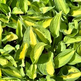 funkia-hosta-gypsy-rose-w-doniczce-zolta-dekoracyjna-rozrosnieta