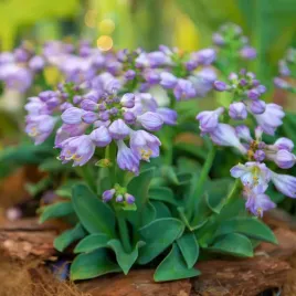 funkia-hosta-blue-mouse-ears-w-doniczce-2l-niebieskie-liscie-miniaturka