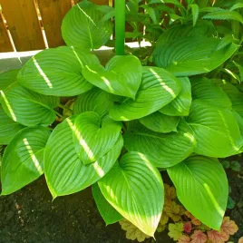 funkia-hosta-august-moon-w-doniczce-2-5l-ogromne-zolte-liscie