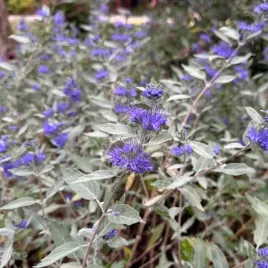barbula-klandonska-sterlin-silver-caryopteris-clandonensis-doniczka-2l