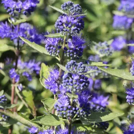 barbula-klandonska-dark-knight-caryopteris-clandonensis-doniczka-2-0l