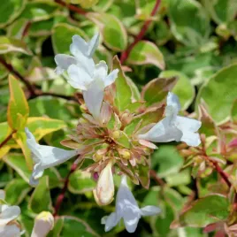 abelia-wielkokwiatowa-sparkling-silver-abelia-grandiflora-doniczka-2-0l