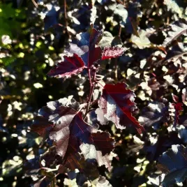 brzoza-brodawkowata-royal-frost-40-60cm-betula-pendula-p13