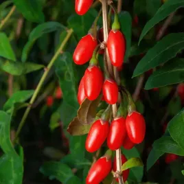 jagoda-goji-big-berry-duze-owoce-lycium-barbarum-doniczka-2-0l