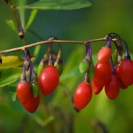 jagoda-goji-sweet-berry-slodkie-owoce-lycium-barbarum-doniczka-2-0l
