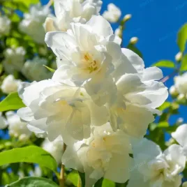 jasminowiec-albatre-pelne-pachnace-kwiaty-philadelphus-doniczka-2-0l