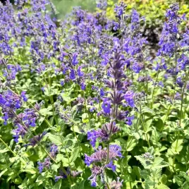 kocimietka-mieta-pieknie-kwitnie-nowosc-hill-grounds-nepeta-sadzonka