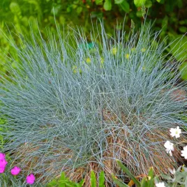 kostrzewa-sina-intense-blue-niebieska-trawa-festuca-glauca-doniczka-2l