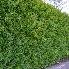 laurowisnia-wschodnia-otto-luyken-doniczka-1-litr-prunus-laurocerasus