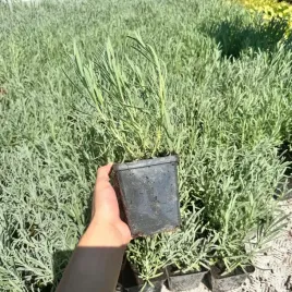 lawenda-grosso-mrozoodporna-lavandula-x-intermedia-doniczka-1-0l