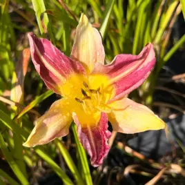 liliowiec-blue-sheen-hemerocallis-p13
