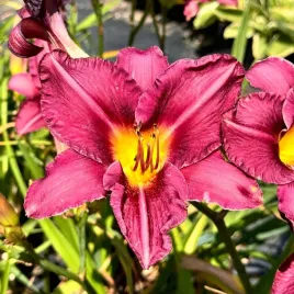 liliowiec-night-whispers-w-doniczce-2l-hemerocallis-fioletowy