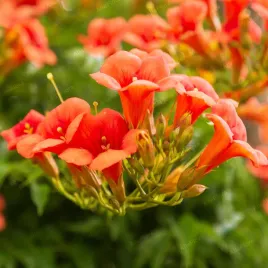 milin-pomaranczowy-amerykanski-ursynow-campsis-radicans-doniczka-2-0l