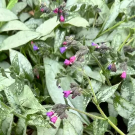 miodunka-majeste-pulmonaria-duza-sadzonka-rozowo-fioletowe-kwiaty