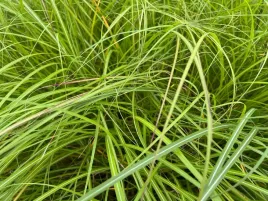 miskant-chinski-krater-miscanthus-sinnesis-p13