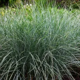 miskant-chinski-morning-light-bardzo-duzy-miscanthus-sinensis-poj-5-0l