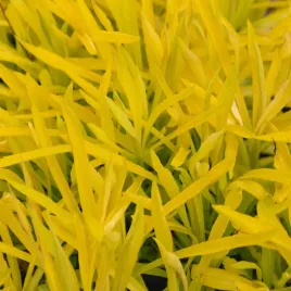 nawloc-zlota-zolta-hiddigeigei-solidago-miododajna-w-doniczce