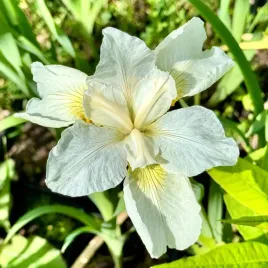 irys-syberyjski-bialy-white-swirl-w-doniczce-2l-iris-sibirica-kosaciec