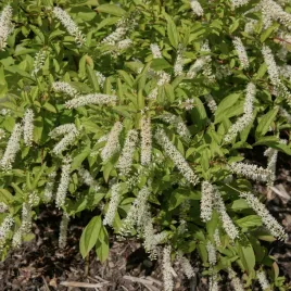 itea-wirginijska-henry-s-garnet-doniczka-2-0l-itea-virginica