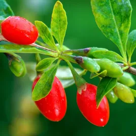 jagoda-goji-korean-big-lycium-barbarum-doniczka-2-0l