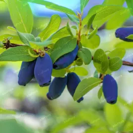 jagoda-kamczacka-wojtek-duze-slodkie-owoce-lonicera-caerulea-doniczka1l