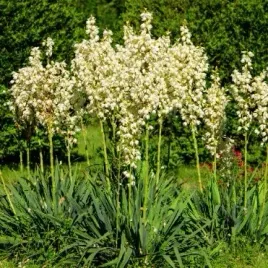 juka-karolinska-ogrodowa-yucca-filamentosa-doniczka-2-5l-jukka-yuca