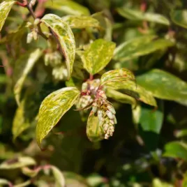 kiscien-wawrzynowy-makijaz-duzy-doniczka-5-0l-leucothoe-fontanesiana