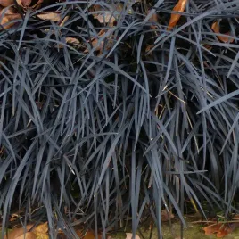 konwalnik-plaskopedowy-nigrescens-ophiopogon-czarna-trawa-niger-poj-1l