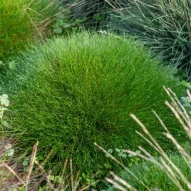 kostrzewa-gautiera-pic-carlit-niedzwiedzie-futro-festuca-gautieri