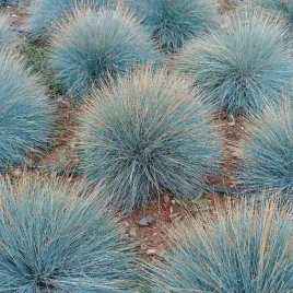 kostrzewa-sina-elijah-blue-niebieska-trawa-festuca-glauca-doniczka-2-0l