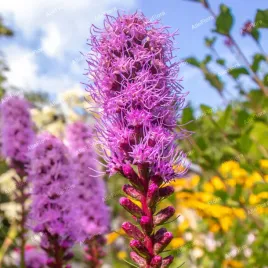 liatra-klosowa-kobold-miododajna-liatris-spicata-doniczka-1-0l