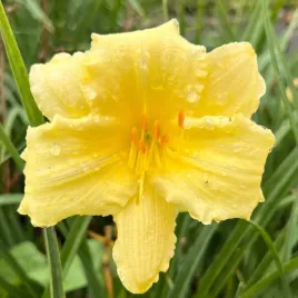 liliowiec-fragrant-reflection-hemerocallis-p13