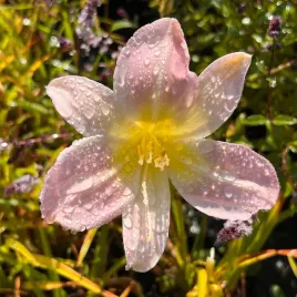 liliowiec-hall-s-pink-hemerocallis-p13