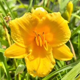 liliowiec-zolty-stella-d-oro-stella-de-oro-w-doniczce-2l-hemerocallis