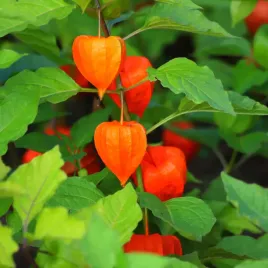 miechunka-rozdeta-physalis-franchetii-czerwone-lampiony-doniczka-2-0l