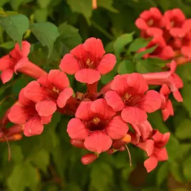 milin-amerykanski-czerwony-flamenco-campsis-radicans-doniczka-2-0l