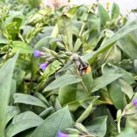 miodunka-waskolistna-blue-ensign-pulmonaria-angustifolia-duza