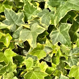 bluszcz-pospolity-yellow-ripple-hedera-helix-zimozielony-zolty-p11