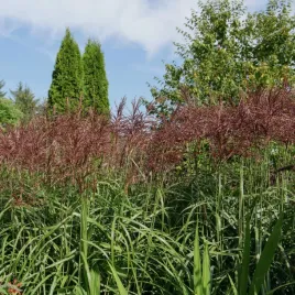 miskant-chinski-malepartus-miscanthus-sinnesis