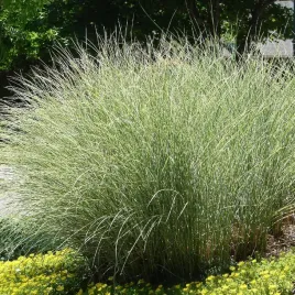 miskant-chinski-morning-light-miscanthus-sinensis-doniczka-2-0l