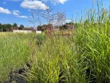 miskant-chinski-rotfuchs-miscanthus-p13