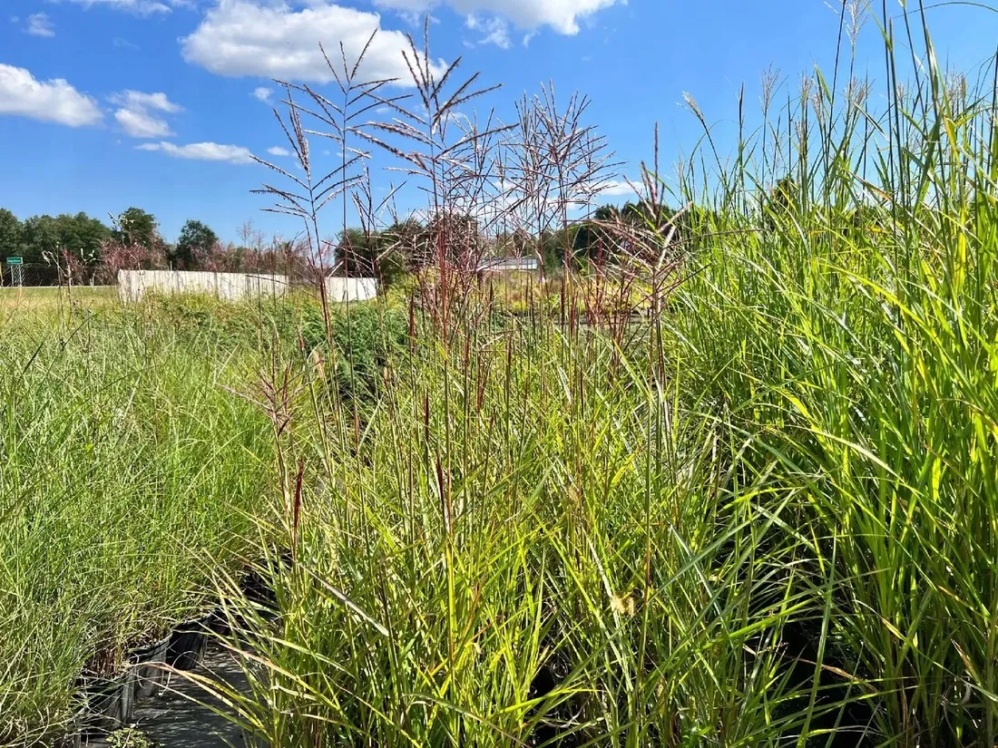 miskant-chinski-rotfuchs-miscanthus-p13